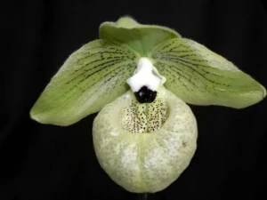 Bild von Paphiopedilum malipoense 2